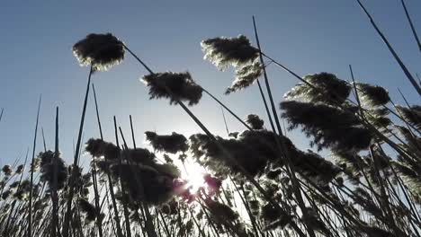 hierba de la pampa movida por el viento