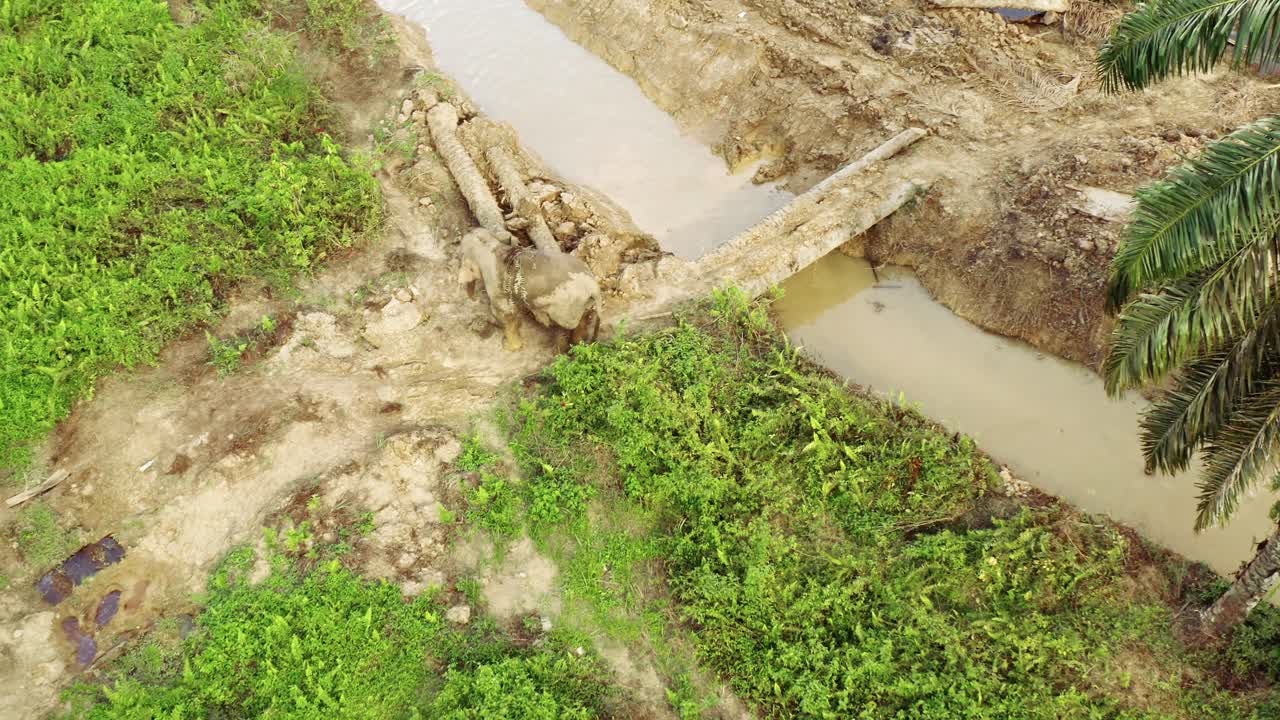 un elefante cerca de un río casi cortado por la deforestación en borneo, malasia