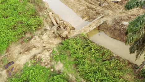 an elephant near a river almost cut off by deforestation in borneo, malaysia