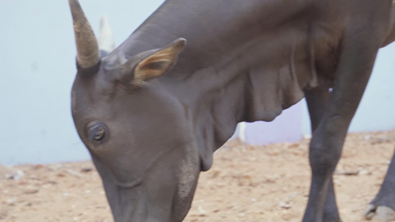 인도 고아에 개가 뒤에 있는 길 한가운데서 외치는 상추를 먹는 황소