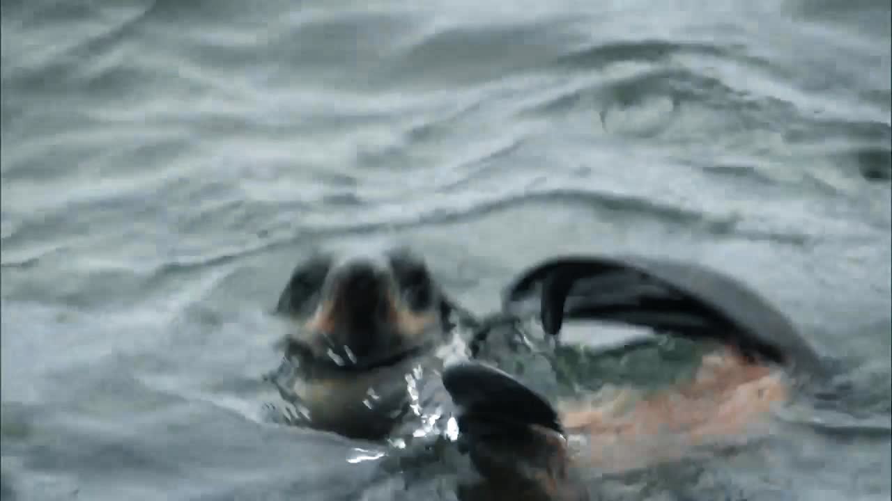 프리빌로프 섬의 물에서 노는 북부 물개 새끼