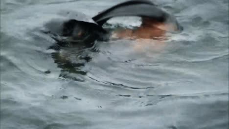 northern fur seal cub playing in the water on the pribilof islands