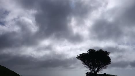 silhouette of a small tree on a stormy day