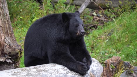 Oso-Negro-Americano-En-Sitka,-Alaska