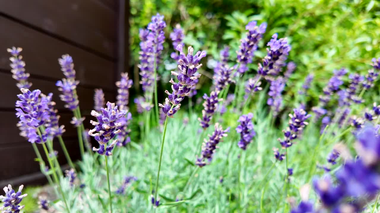 Close-up of Lavender Flowers in a Garden