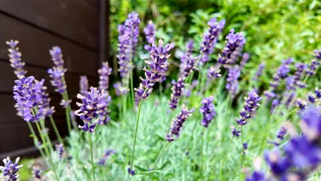 close-up of lavender flowers in a garden