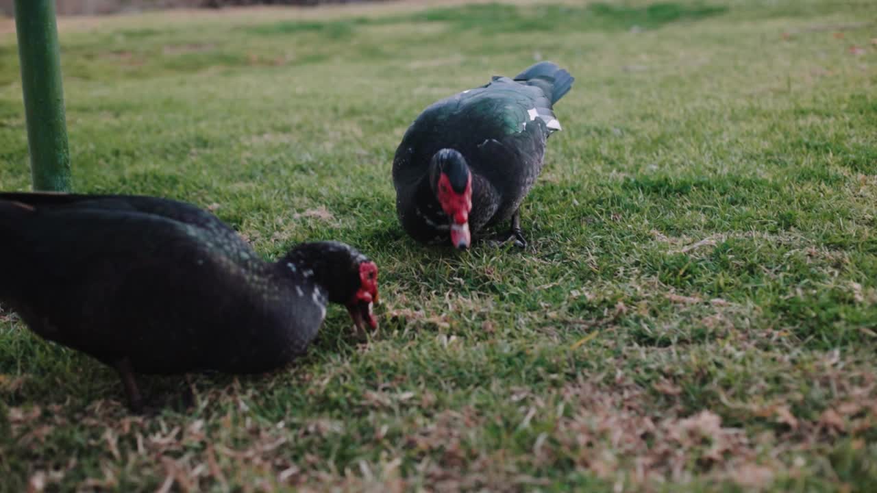 patos muscovy negros picoteando comiendo de la hierba