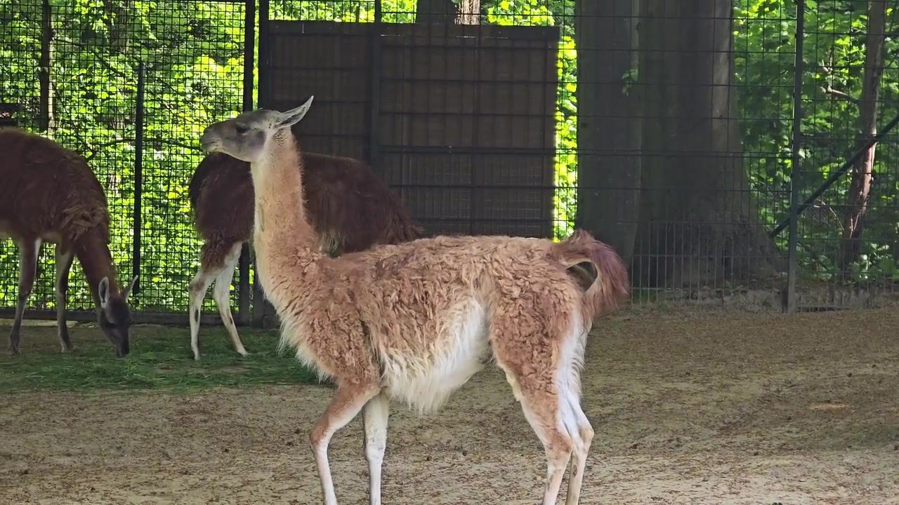 Guanaco che alza la testa per chiamare prima di camminare tra la mandria in un recinto dello zoo