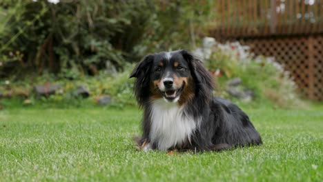 a mini australian shepherd laying down in a beautiful lawn of grass