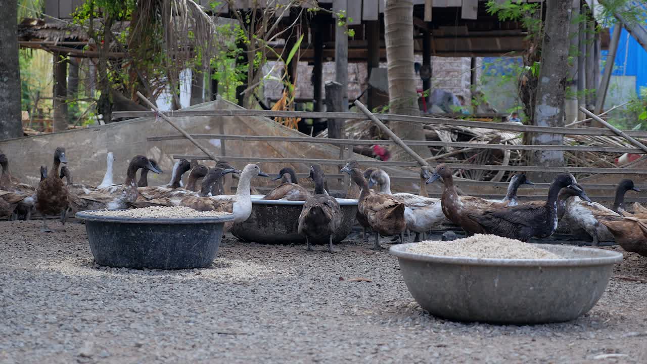 농장 안의 오리 어리 들 이 곡물 을 먹고 연못 에서 물 을 마시고 있다