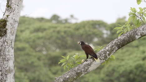 Montezuma-Oropéndola-Posado-Sobre-Un-Tocón-De-árbol,-Comiendo-Fruta,-Mientras-Llueve