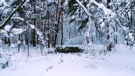 Ramas-Nevadas-En-El-Bosque.-Fondo-De-Hadas-De-Invierno