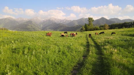 horses in a green field on a snowy mountain background