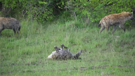 hyenas in grassy area laying down and rolling around to scratch