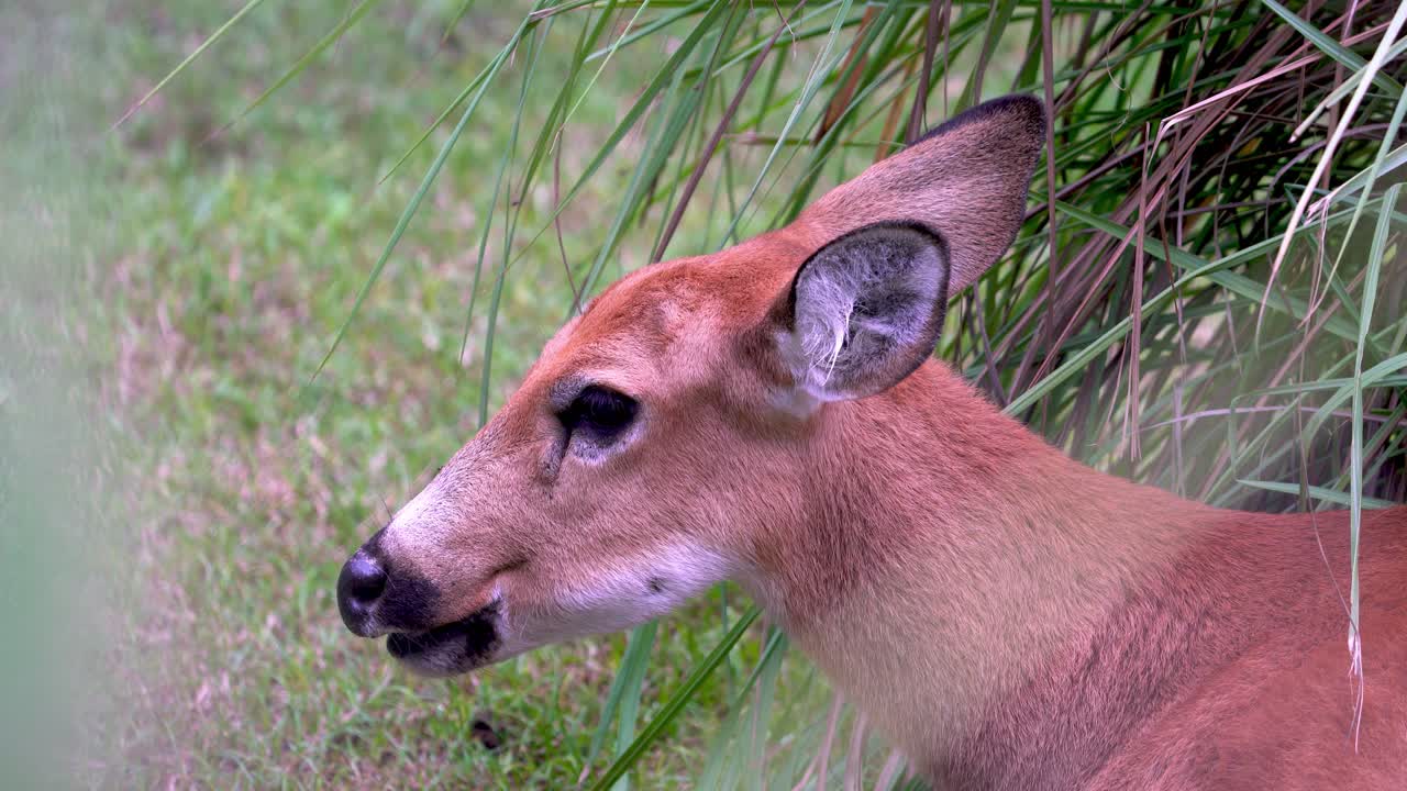 un tímido ciervo de pantano herbívoro, blastocerus dichotomus escondiéndose en el pantano cubierto de hierba, pastando en la vegetación en su hábitat natural, toma de perfil de cerca