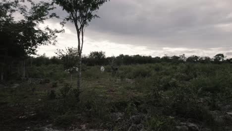 Grazing-Farm-Animals-In-Green-Landscapes-Of-Savannah-On-A-Cloudy-Day