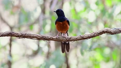 White-rumped-Shama-Perched-on-a-Vine-with-Forest-Bokeh-Background,-Copsychus-malabaricus,-in-Slow-Motion