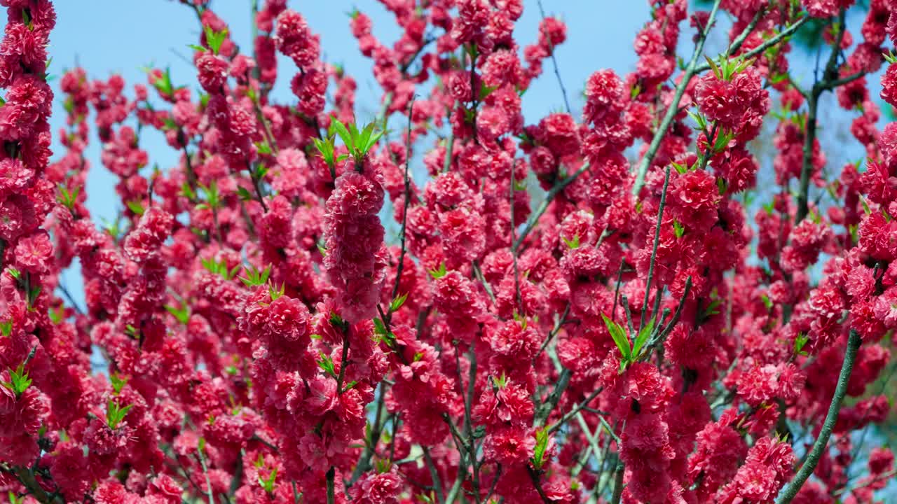 Splendidi fiori di pesco rossi doppi sui rami degli alberi, sullo sfondo di un cielo azzurro terso a Hongdo Village Love Flower Road a Geumsan durante la primavera, con colori naturali vivaci