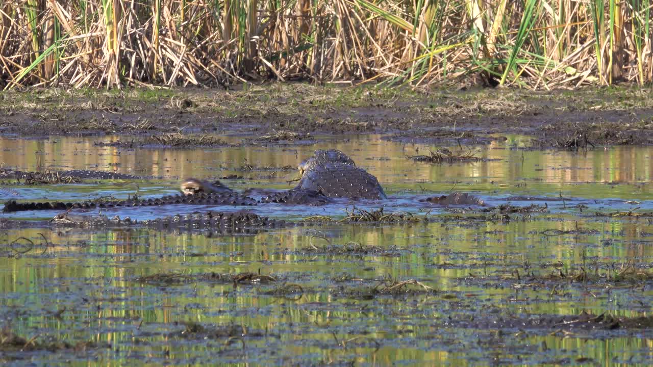 An Alligator Eats A Fish In A Muddy Bog, Slithering Over Other Gators In The Everglades