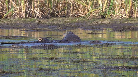 An-Alligator-Eats-A-Fish-In-A-Muddy-Bog,-Slithering-Over-Other-Gators-In-The-Everglades