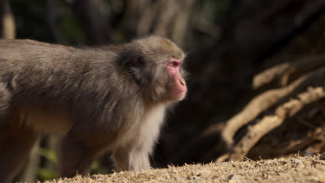 Macaco-Japonés-Caminando-A-Cuatro-Patas-En-El-Suelo-Mientras-Mira-A-Su-Alrededor-Comprobando-Su-Entorno-En-Busca-De-Amenazas