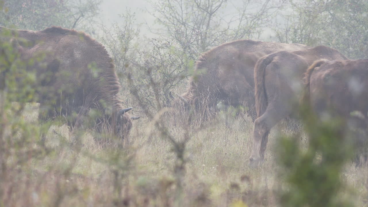 European bison bonasus herd grazing in bushy field,heavy fog,Czechia