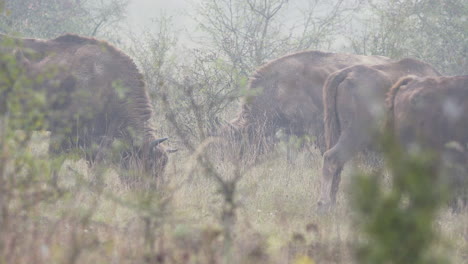 Europäische-Bison-Bonasus-Herde-Weidet-Auf-Buschigem-Feld,-Dichter-Nebel,-Tschechien