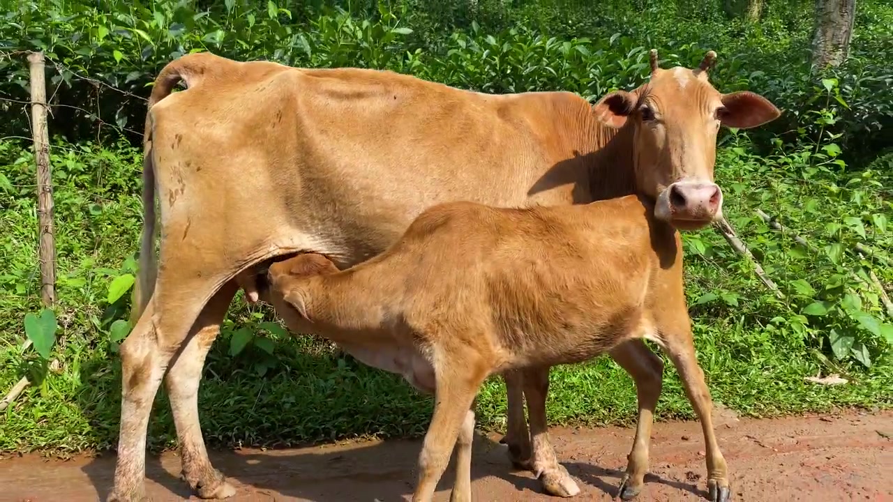 Giovane vitello che cerca di prendere il latte dalla mucca madre su una strada rurale accanto a una piantagione di tè a Sylhet, Bangladesh
