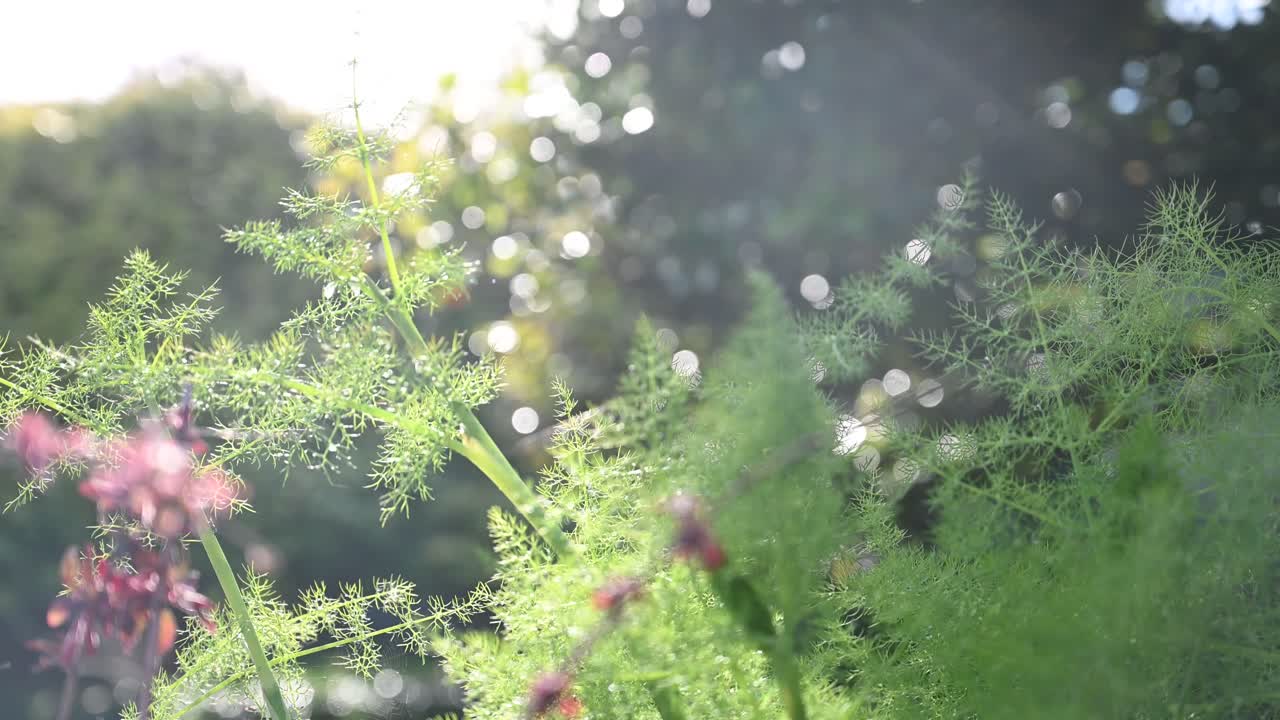 Bocca video of fennel and nerines with sparkling water dropping and sunbursts after garden spraying