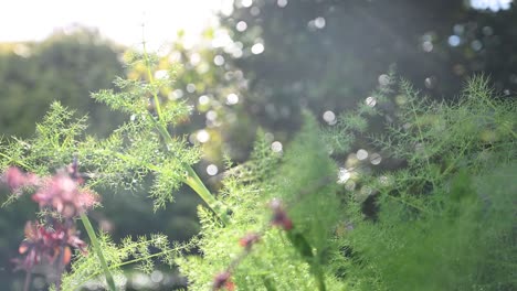 Vídeo-De-Bocca-De-Hinojo-Y-Nerines-Con-Gotas-De-Agua-Con-Gas-Y-Rayos-De-Sol-Después-De-Fumigar-El-Jardín.