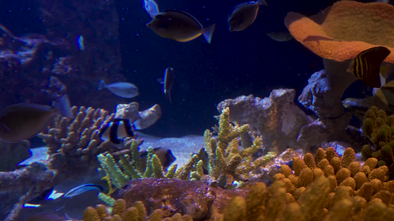 A variety of striped and solid-colored tropical fish navigate a dense, detailed coral reef garden featuring rough, textured hard coral against a deep blue background