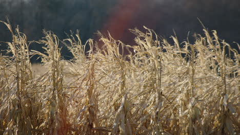 harvest time crop, sunny day, slow motion