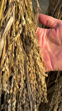 hands inspecting rice stalks in thailand