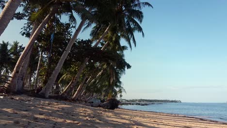 Las-Palmas-De-Coco-Junto-Al-Mar-Se-Inclinan-Hacia-La-Playa-Con-Raíces-Expuestas-Desalojadas