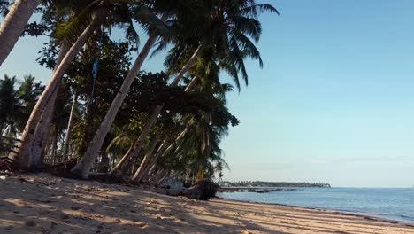 las palmeras de coco costeras se inclinan hacia la playa con raíces expuestas desalojadas