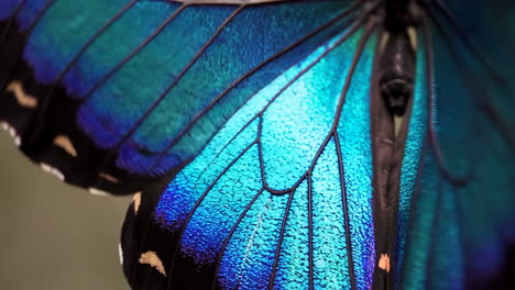 close-up of an iridescent blue butterfly wing