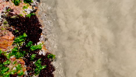 exposed sea anemones on beach next to rock covered by seawater as tide returns
