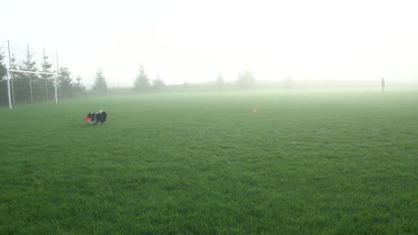 Border-Collie-Welpe-Sprintet-Morgens-über-Ein-Nebliges-Fußballfeld-Und-Fängt-In-Zeitlupe-Einen-Roten-Frisbee