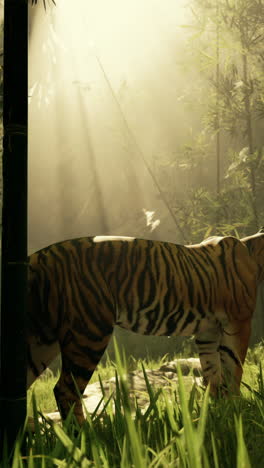 tiger in a bamboo forest