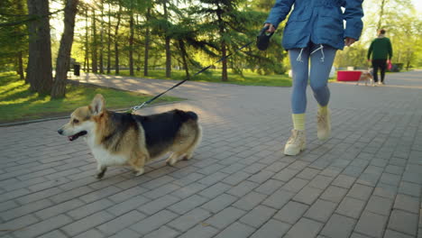 woman walking a corgi dog on a leash in a sunny park