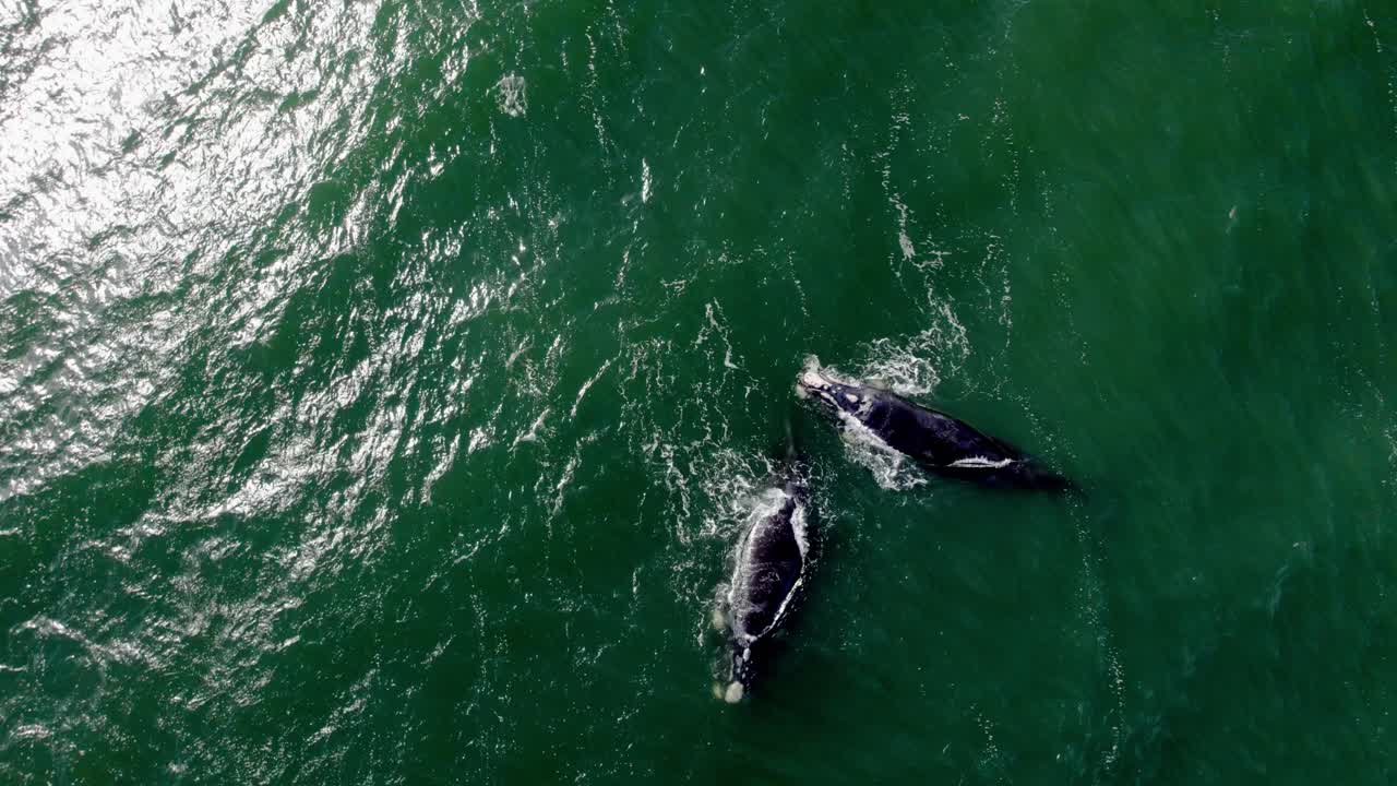 Aquatic Life: Whale Exploration in Greenish Blue Ocean