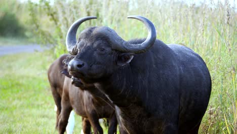 a number of buffalo eats in the grass by the side of the road