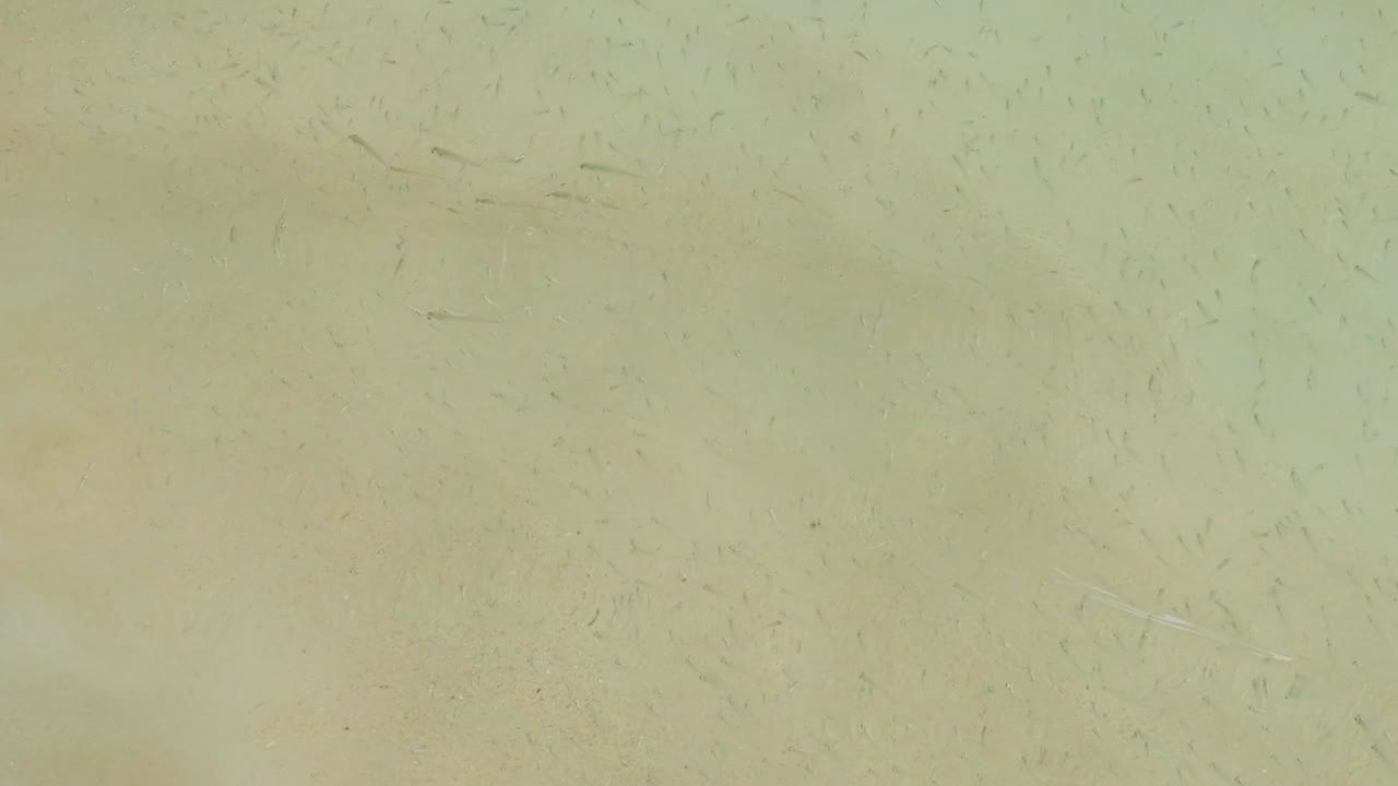 Soft waves create subtle patterns on a sandy seabed, with faint shadows of tiny fish.
