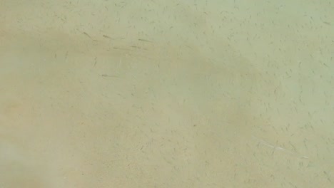 soft waves create subtle patterns on a sandy seabed, with faint shadows of tiny fish.