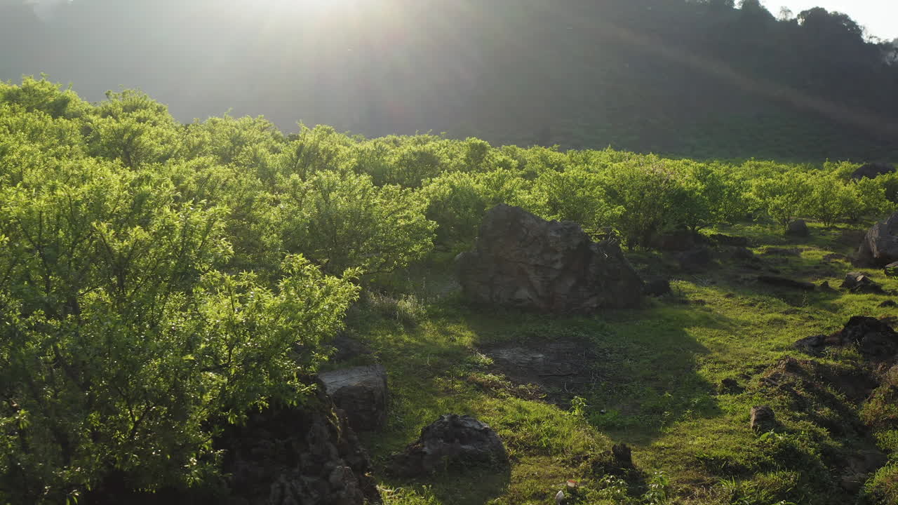 Drone follows a dirt path laterally in Na Ka Valley, with sun rays filtering through bushes and mountain backdrop.