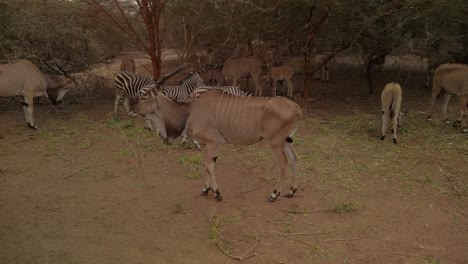 Ein-Riesiges-Eland-Mit-Einigen-Zebras-Und-Einem-Anderen-Eland,-Das-Unter-Den-Bäumen-Weidet