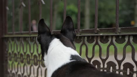 dog standing at metal gate and looking out at people passing by the gate