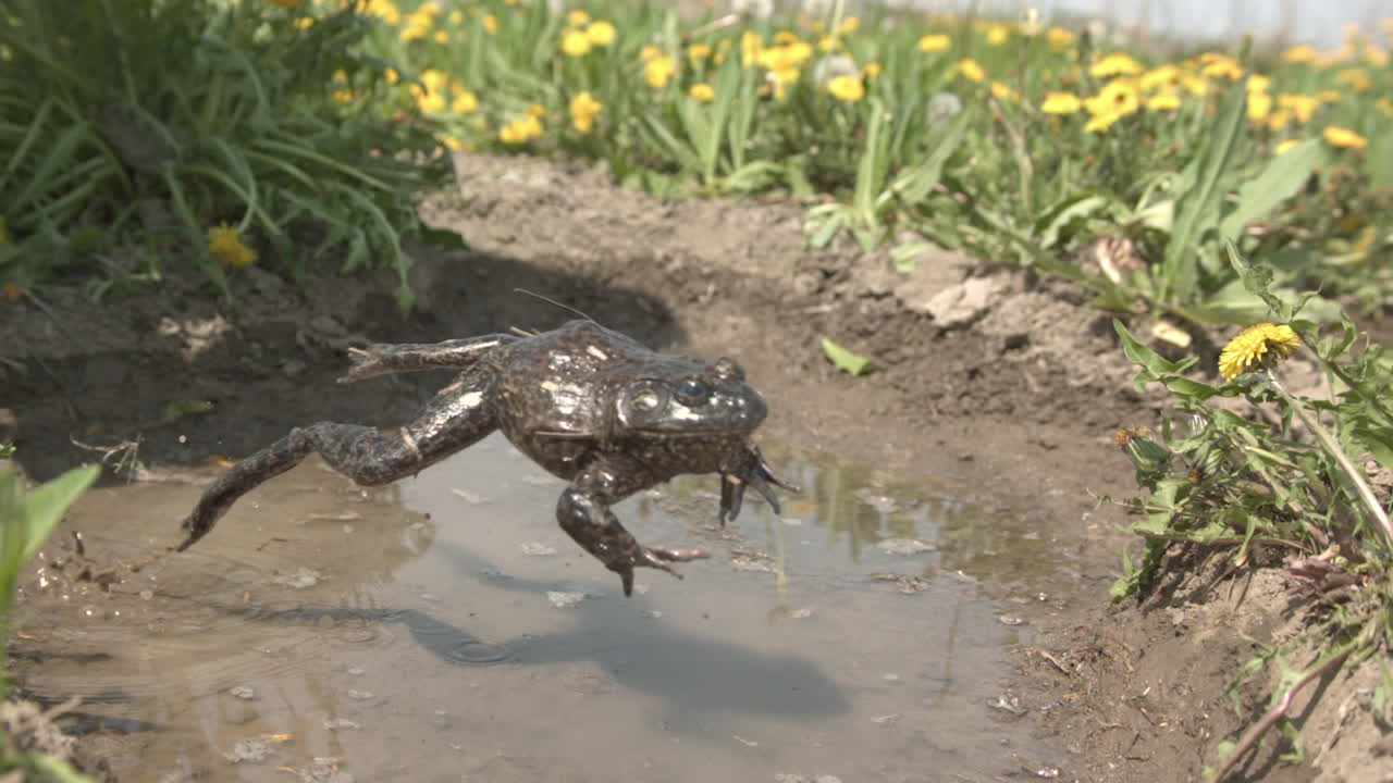 rana toro saltando en cámara extremadamente lenta