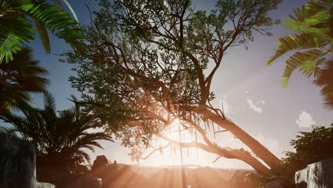 Sunset-Beams-through-Palm-Trees