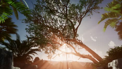 los rayos del atardecer a través de las palmeras